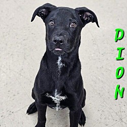 Thumbnail photo of Dion #1