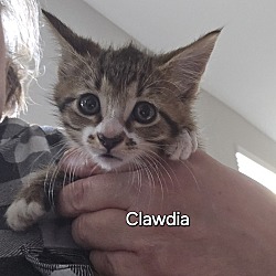 Photo of Clawdia