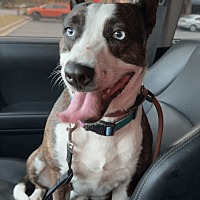 adopt a pet