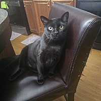 adopt a pet
