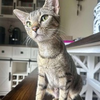 adopt-pet