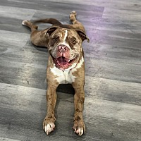 adopt a pet