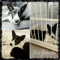 adopt a pet