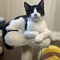 adopt a pet