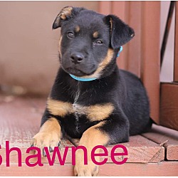 Thumbnail photo of Shawnee- pending adoption #1