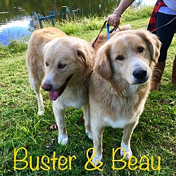 Thumbnail photo of Buster and Beau #1