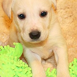 Thumbnail photo of CHARLES(GORGEOUS LAB PUPPY!! #2