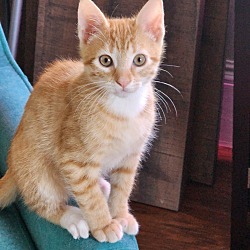 Thumbnail photo of Kitten #1