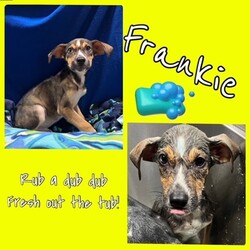 Photo of Frankie