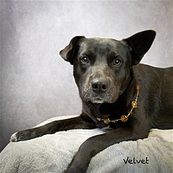 Thumbnail photo of Velvet #1