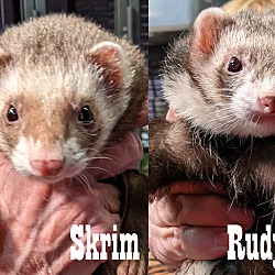 Photo of Rudy, Skrim
