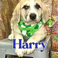 Photo of Harry