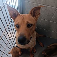 adopt a pet