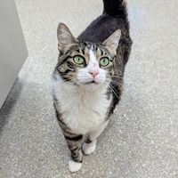 adopt-pet