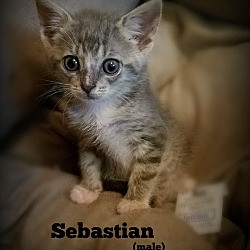 Thumbnail photo of Sebastian #2