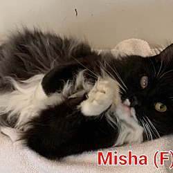 Photo of MISHA