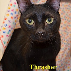 Thumbnail photo of Thrasher #4
