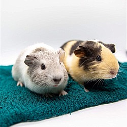 Photo of Bitsy and Betsy