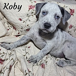 Photo of Koby