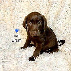 Photo of Ear Drum