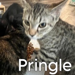 Thumbnail photo of Pringle #1