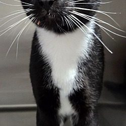 Photo of TUX