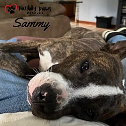 Thumbnail photo of Sammy (Courtesy Post) #4