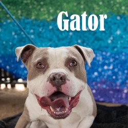 Thumbnail photo of Gator #1