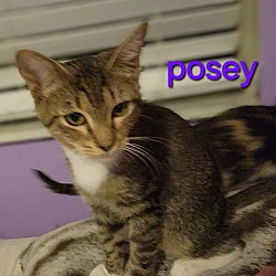 Thumbnail photo of Posey #2