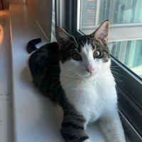 adopt a pet