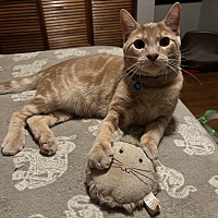 adopt a pet