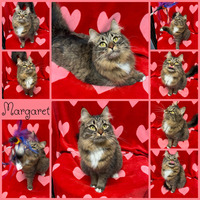 adopt-pet