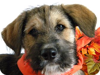 Monteregie Qc Wheaten Terrier Meet Keeva A Pet For Adoption