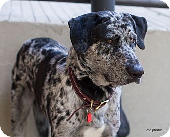 catahoula great dane mix