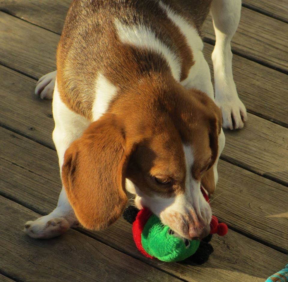 warfield red beagles for sale