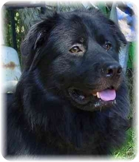 newfie chow mix