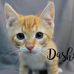 Thumbnail photo of Dasher (Prescott) #1