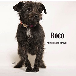 Photo of Roco