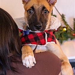 Photo of Mickey - Lovely Shep Mix Pup