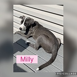Photo of Milly