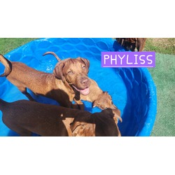 Photo of Phyliss
