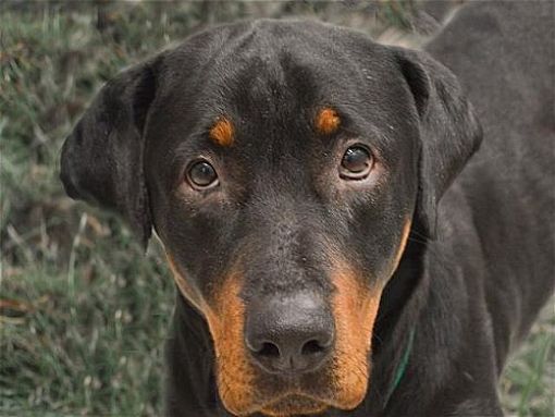 Denver, CO - Rottweiler. Meet ATHENA a Pet for Adoption - AdoptaPet.com