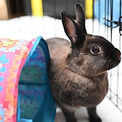 Thumbnail photo of Honeybun #1