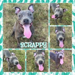 Thumbnail photo of Scrappy #1