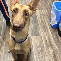 adopt a pet