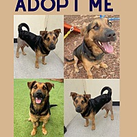 adopt a pet