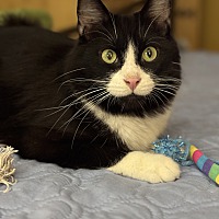 adopt a pet