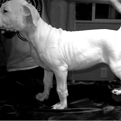 Photo of Dogo Argentino puppy