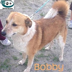 Thumbnail photo of Bobby - Adopted July 2016 #2