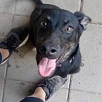 adopt a pet